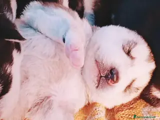 Husky cani Cuccioli Di Siberian Husky - Annuncio 4