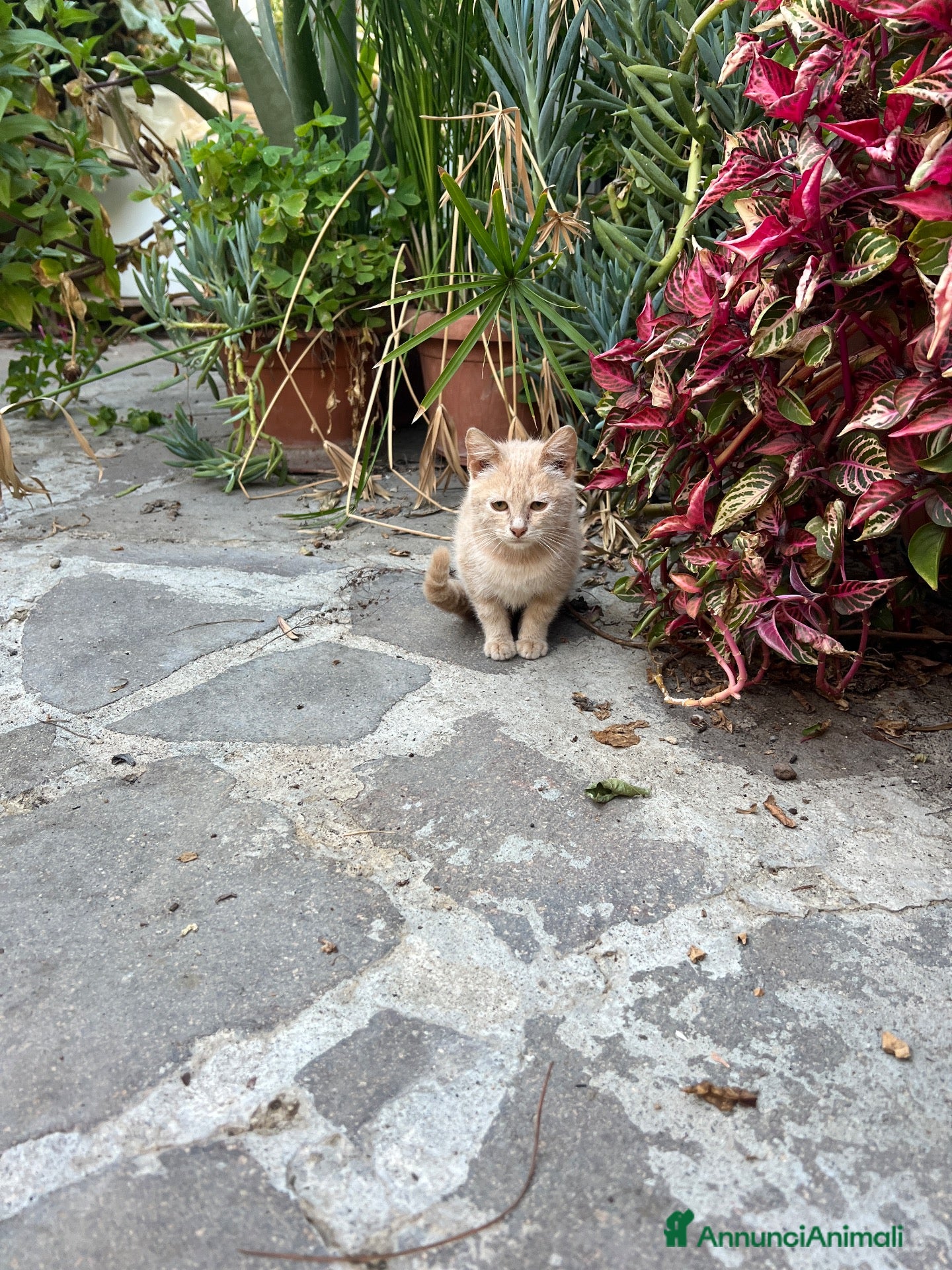 Altre razze gatti gattina di 3 mesi rossa cerca casa - Annuncio 29