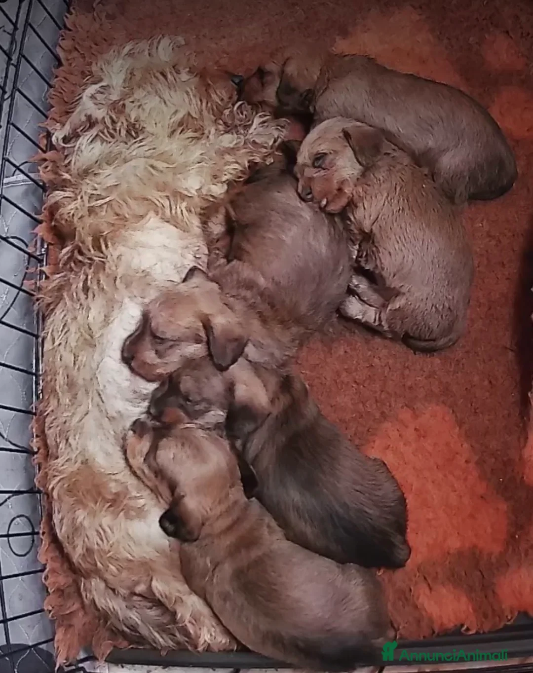 Bassotto cani in vendita: bassotto pelo duro cuccioli  - Annuncio 1