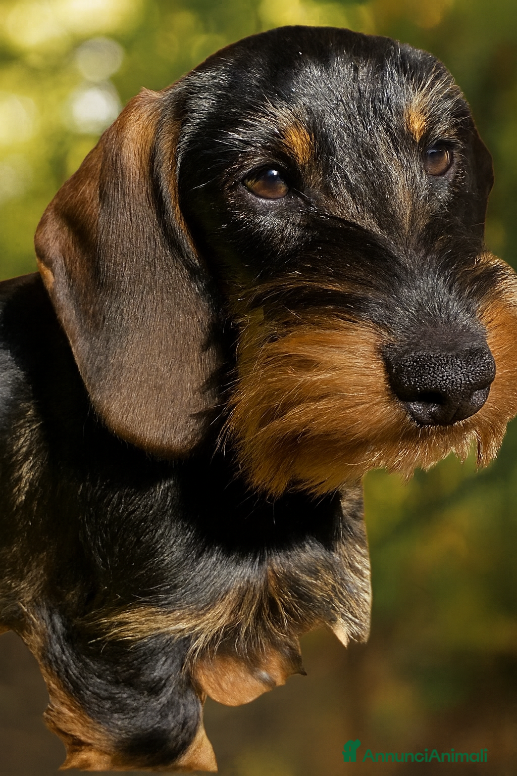 Bassotto cani Cuccioli di Bassotto pelo duro con Pedigree Enci - Annuncio 2