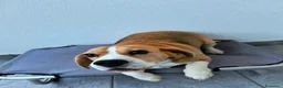 Beagle cani in vendita: Beagle femmina a Città metropolitana di Roma Capitale - Annuncio 5