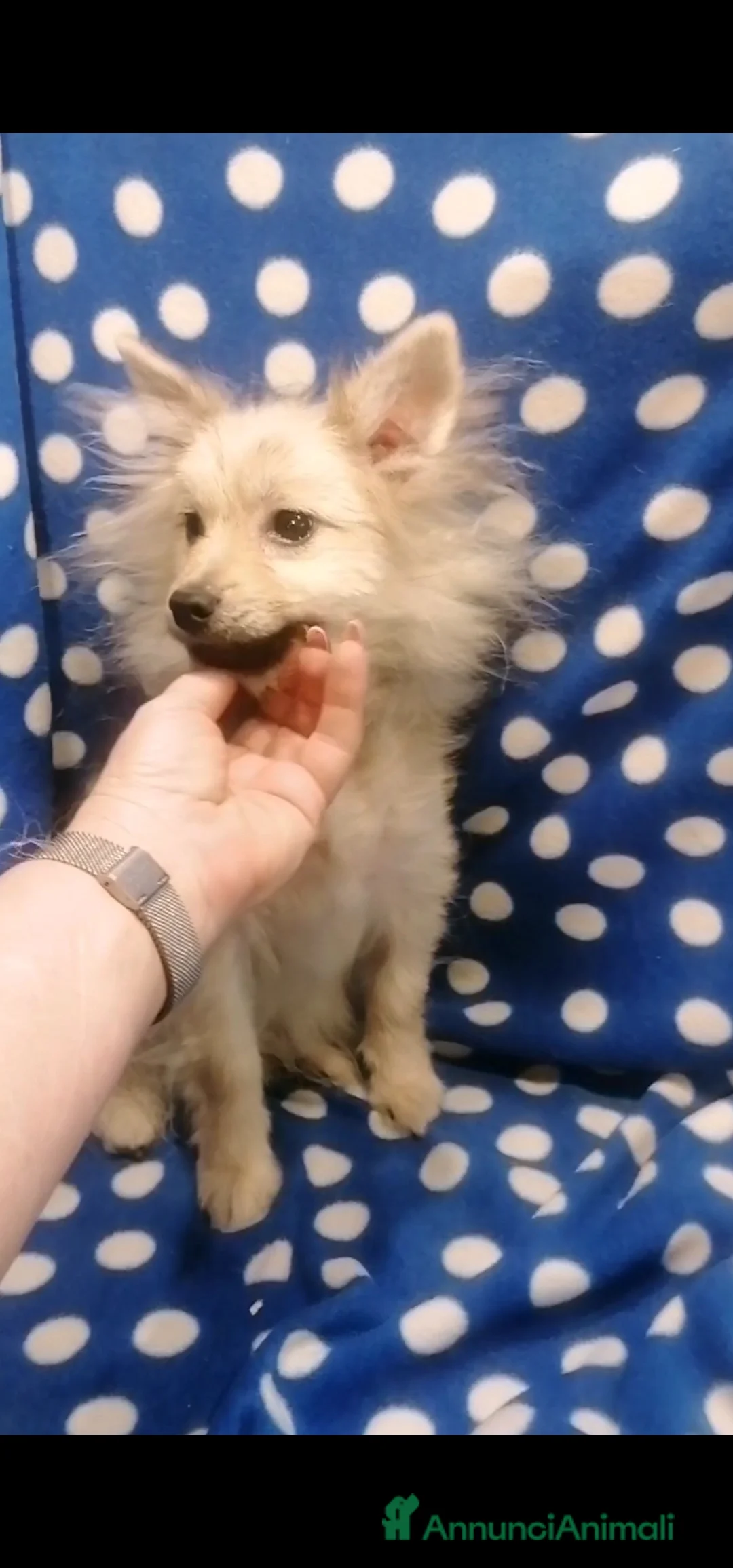 Volpino Pomerania cani in vendita: Volpino nano cucciolo maschio - Annuncio 3