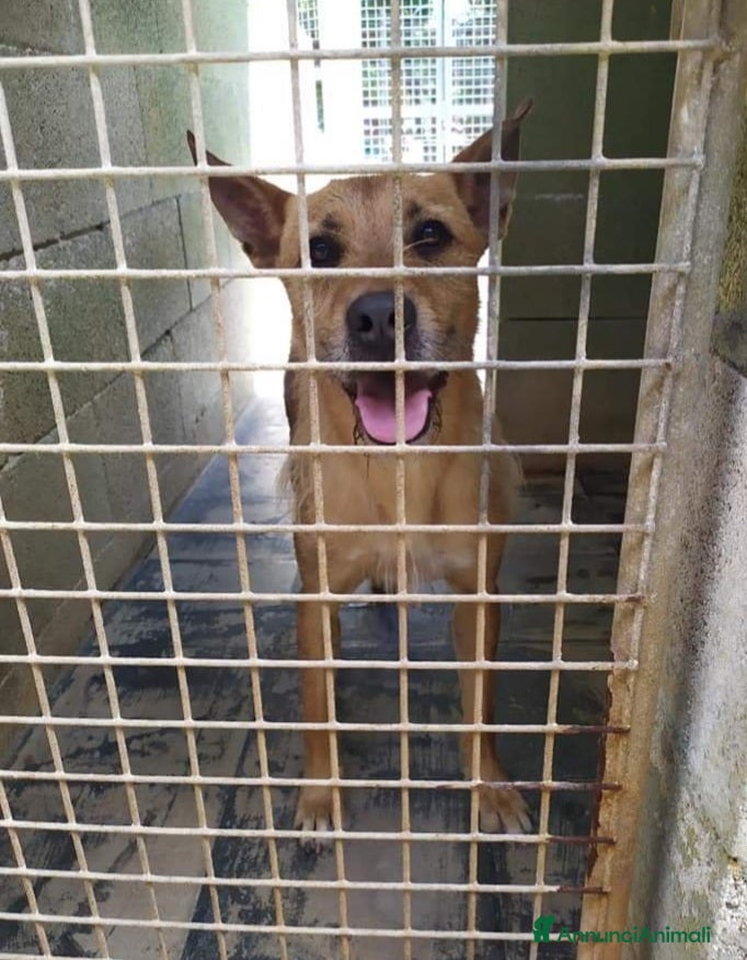 Meticcio cani Povero Baffo anni di appelli caduti nel vuotoSUDo! a Città metropolitana di Milano - Annuncio 1