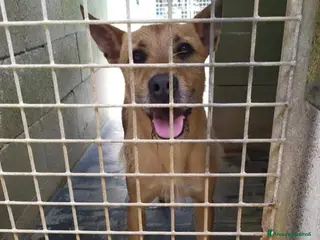 Meticcio cani Povero Baffo anni di appelli caduti nel vuotoSUDo! a Città metropolitana di Milano - Annuncio 16