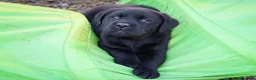 Labrador cani in vendita: Cucciola femmina  di Labrador Retriever  nera - Annuncio 1