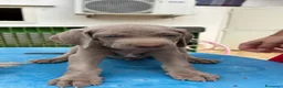 Weimaraner cani in vendita: Dolcissimi cuccioli di Weimaraner a Provincia di Foggia - Annuncio 4
