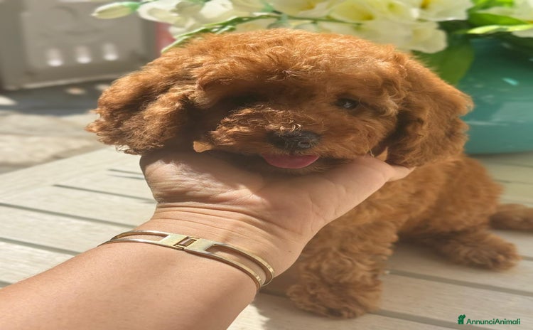 Barboncino cani - Annuncio 7