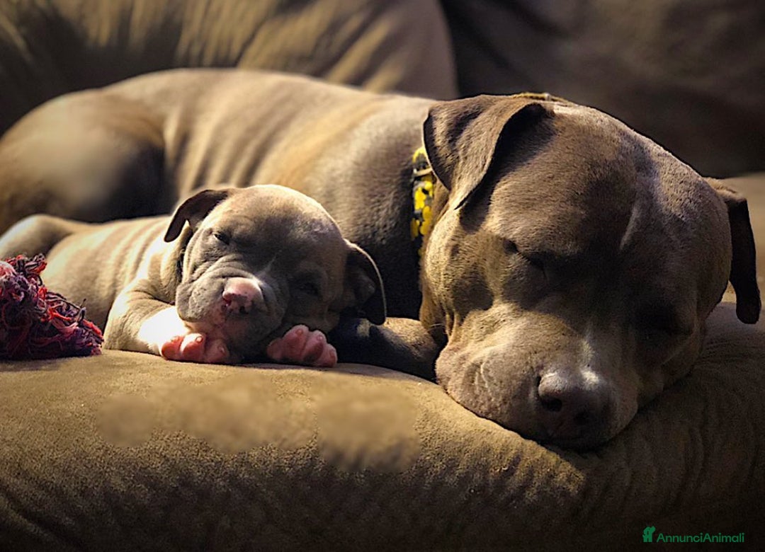 Pitbull cani in vendita: Cucciolo di Pitbull - Annuncio 2