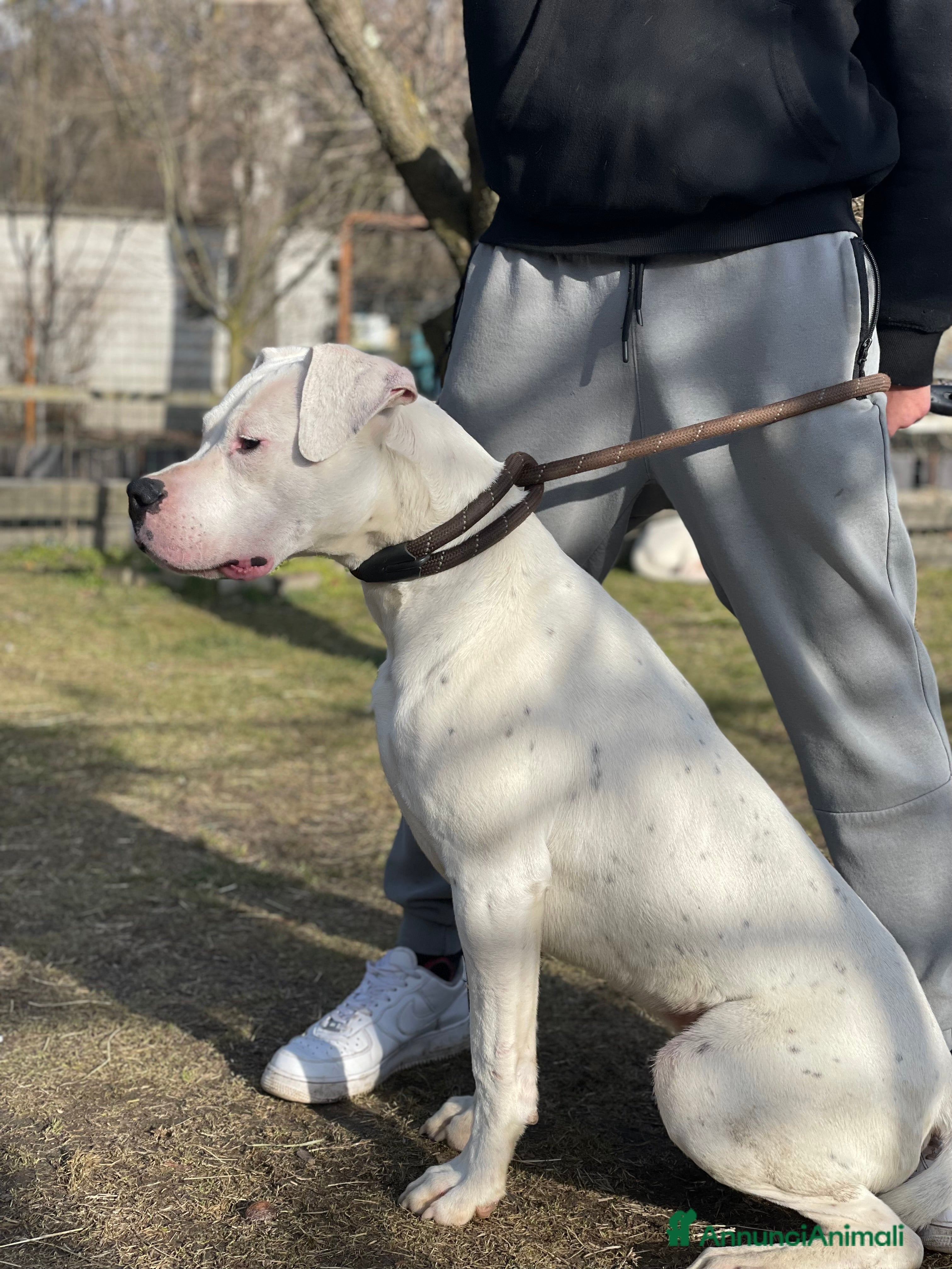 Dogo Argentino cani Cucciolo Maschio 10 mesi - Annuncio 2