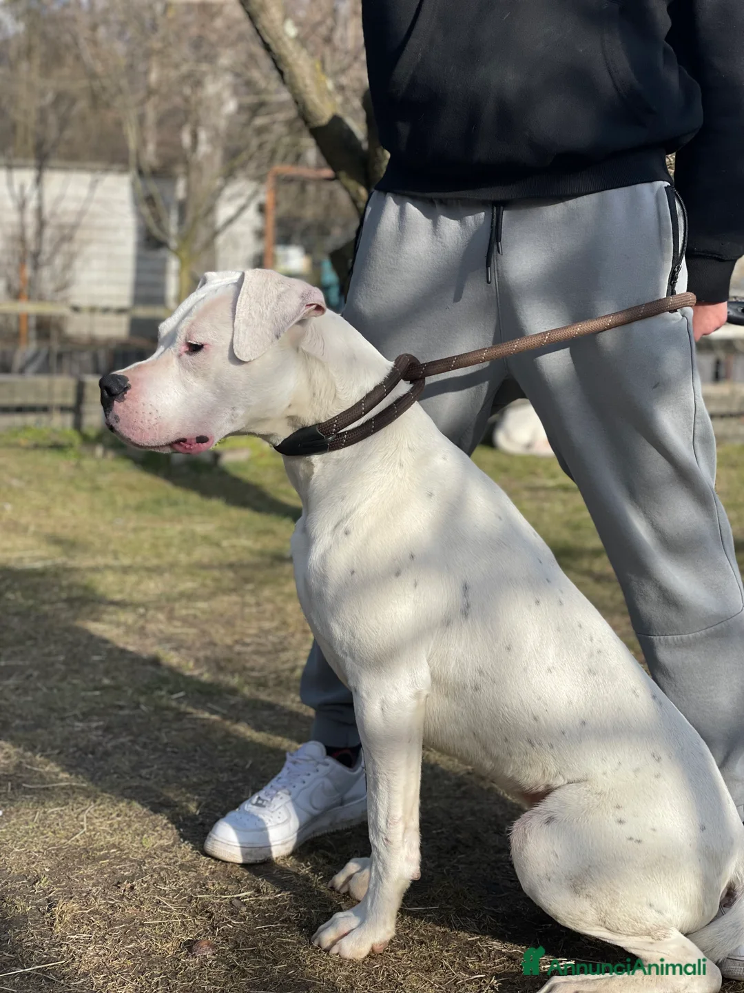 Dogo Argentino cani in vendita: Cucciolo Maschio 10 mesi - Annuncio 2