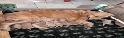 Golden Retriever cani in vendita: Golden Retriever  - Annuncio 14