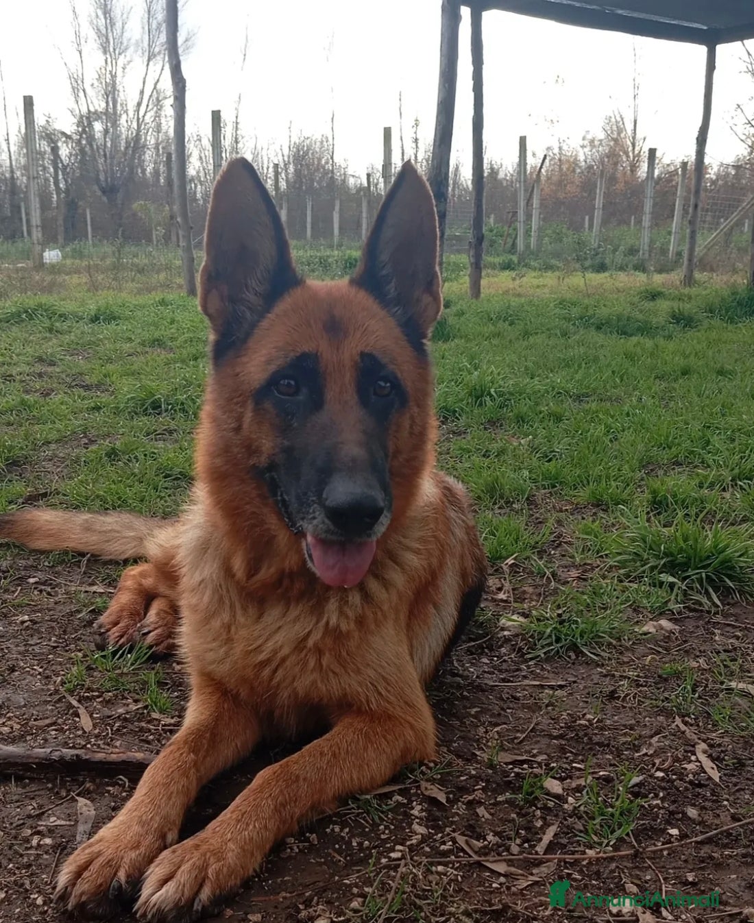 Meticcio cani Lady, simil pastore tedesco!  - Annuncio 1