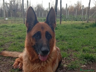 Meticcio cani Lady, simil pastore tedesco! - Annuncio 1