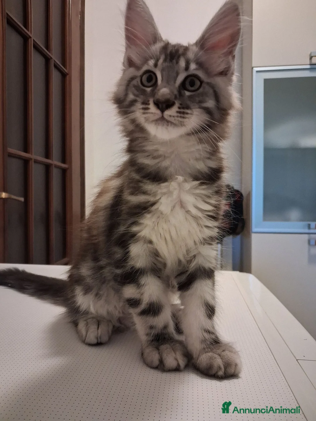Maine Coon gatti in vendita: Cucciolo di Maine Coon  silver  a Provincia di Cuneo - Annuncio 4