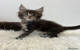 Maine Coon gatti in vendita: Cuccioli Maine coon a Provincia di Cremona - Immagine 10