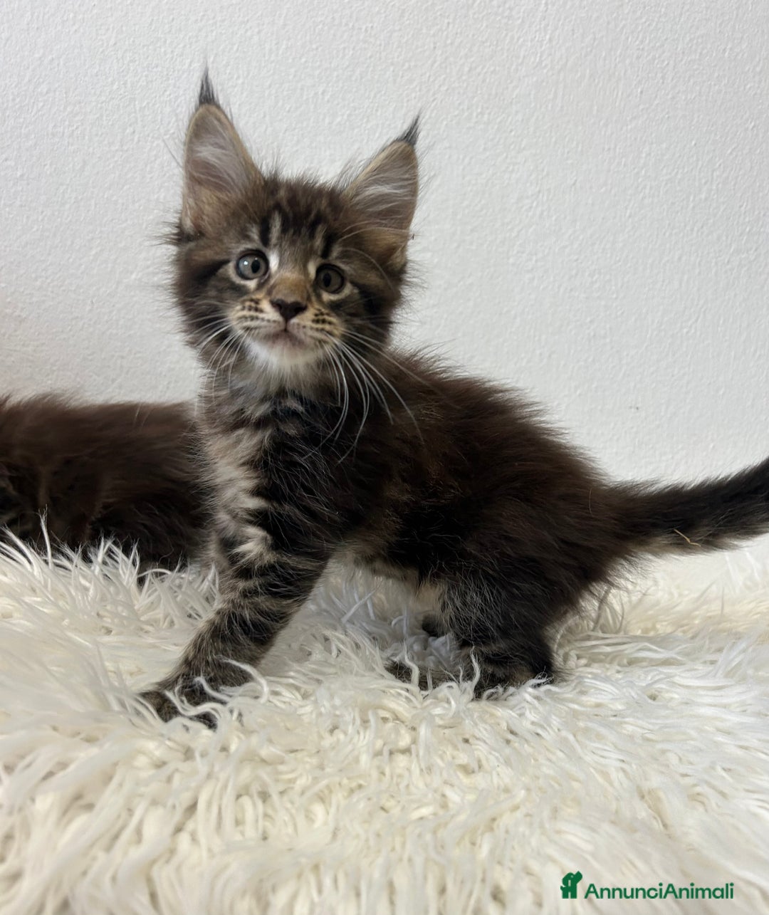 Maine Coon gatti in vendita: Cuccioli Maine coon a Provincia di Cremona - Immagine 10