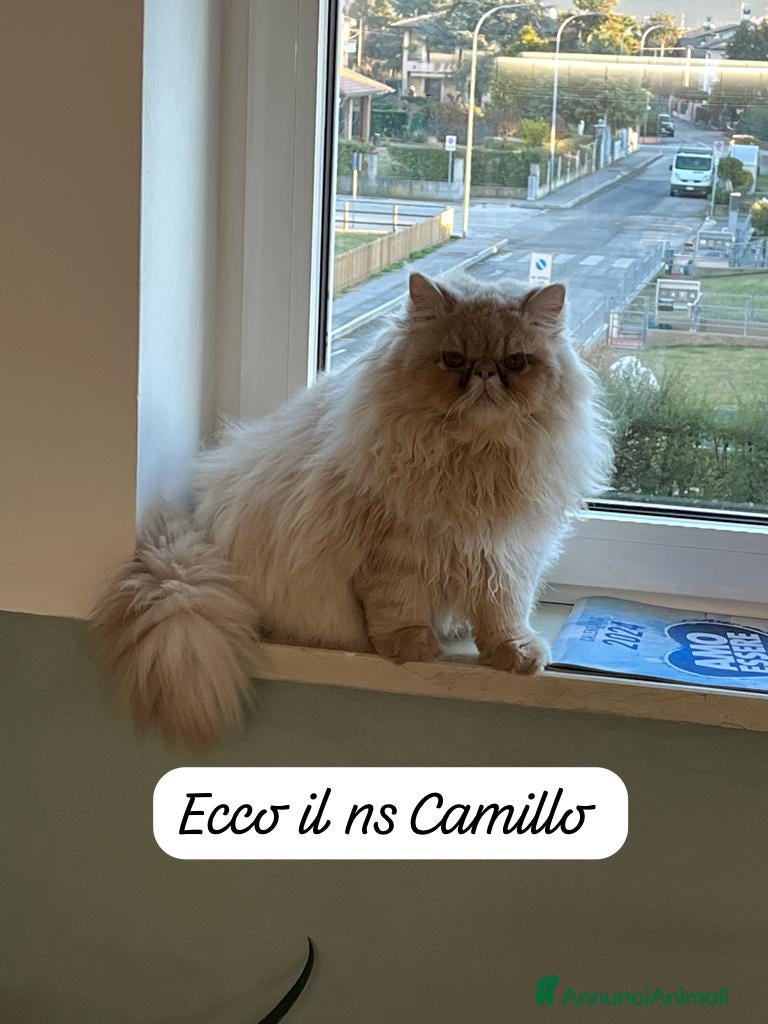 Persiano gatti Camillo cerca gattina per accoppiamento  - Annuncio 8