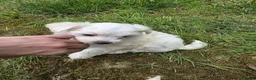 Maltese cani in vendita: Maltese  - Annuncio 8