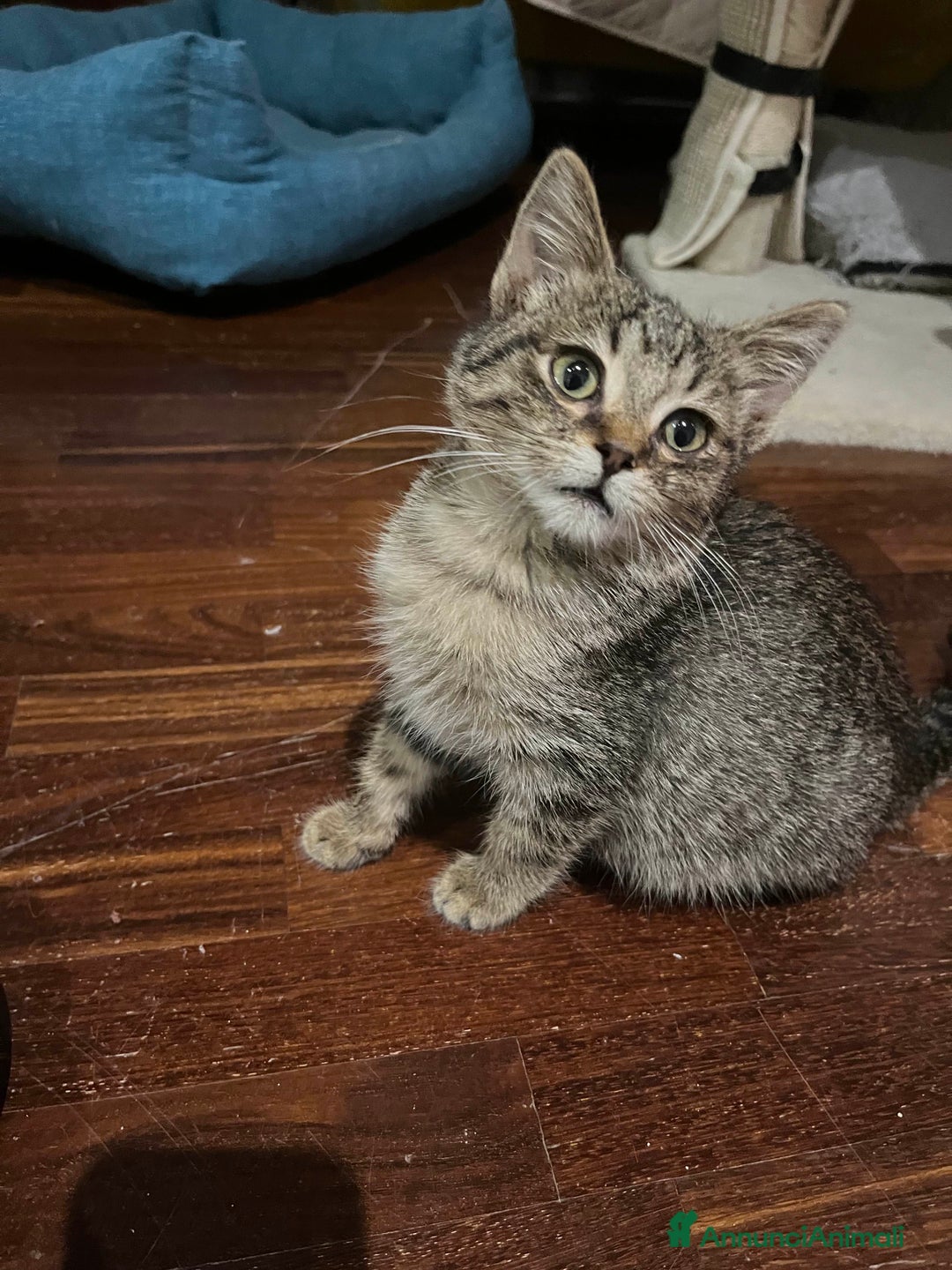 Europeo gatti in regalo: Gattina tigrata in adozione - Annuncio 3