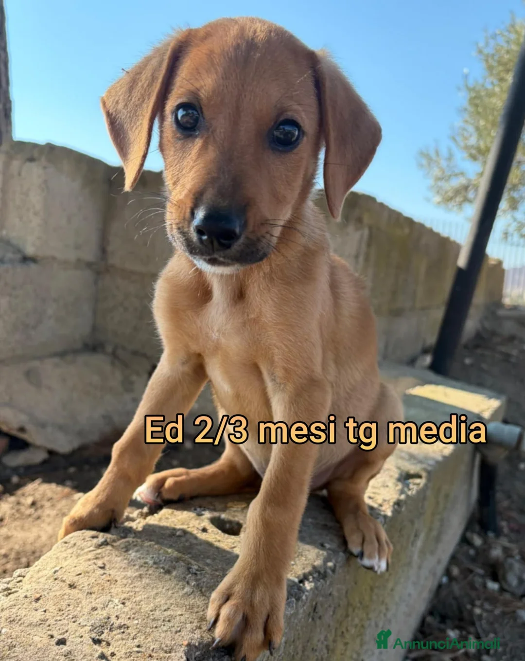 Meticcio cani in regalo: TANTI CUCCIOLI SOLI  a Provincia di Vicenza - Annuncio 2