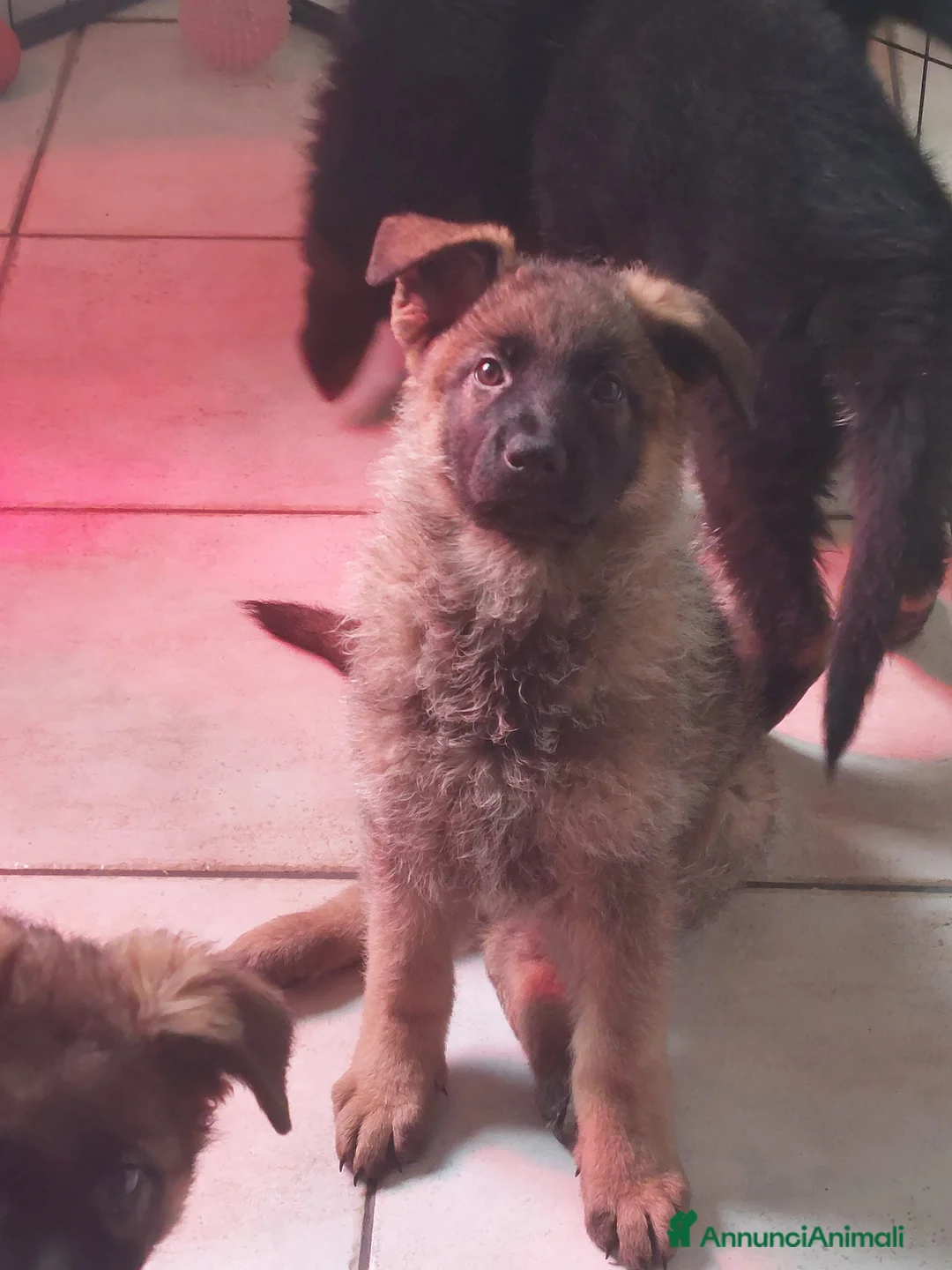 Pastore Tedesco cani in vendita: Cuccioli pastore tedesco pedigree enci  - Annuncio 2