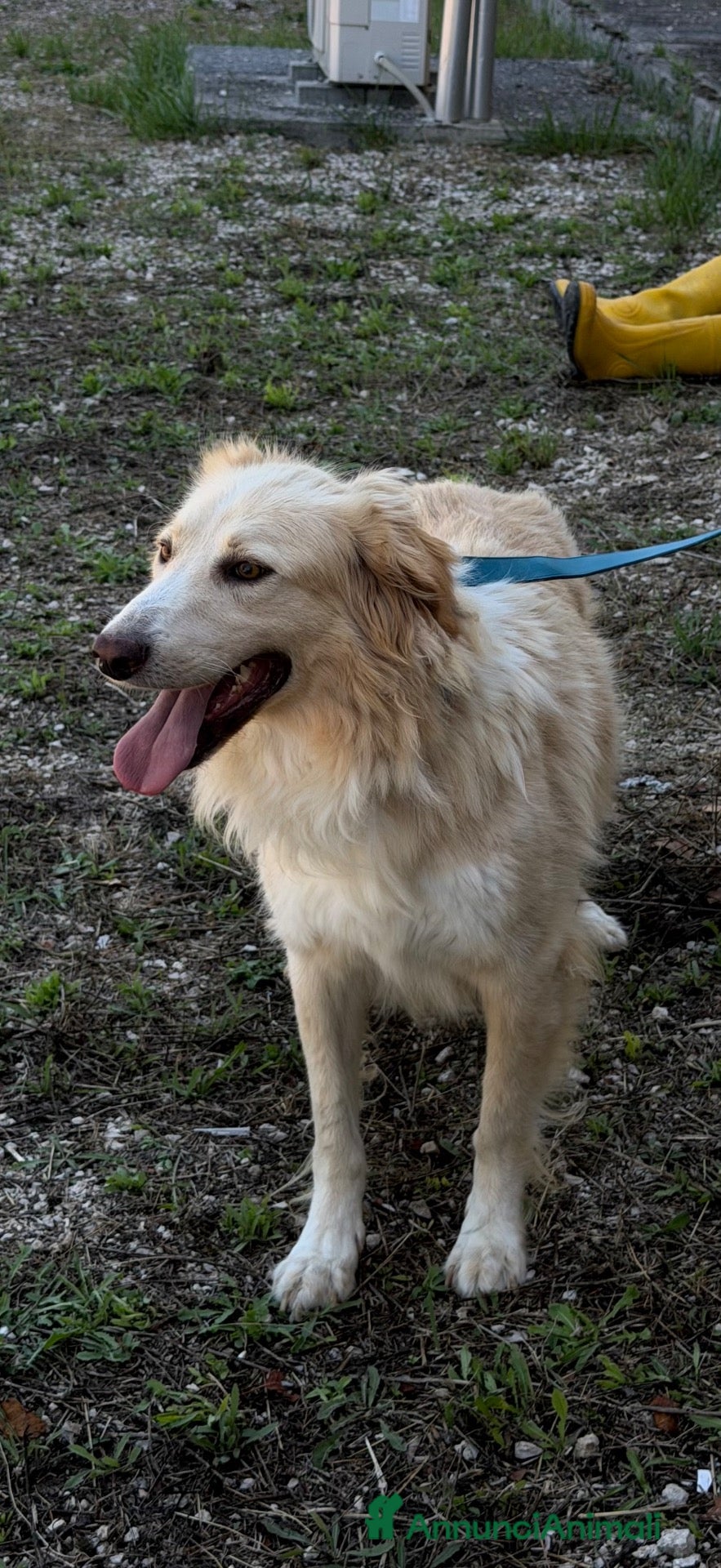 Meticcio cani Pepè  - Annuncio 22