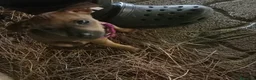 Pinscher Miniatura cani in vendita: Pincher nano femmina 2 mesi fulvo - Lizzano TA a Provincia di Taranto - Annuncio 2