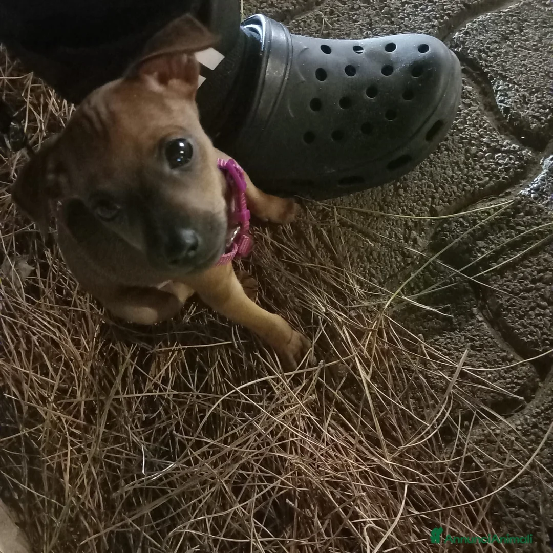 Pinscher Miniatura cani in vendita: Pincher nano femmina 2 mesi fulvo - Lizzano TA a Provincia di Taranto - Annuncio 2