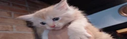 Maine Coon gatti in vendita: Maine coon con pedigree ENFI  - Annuncio 7