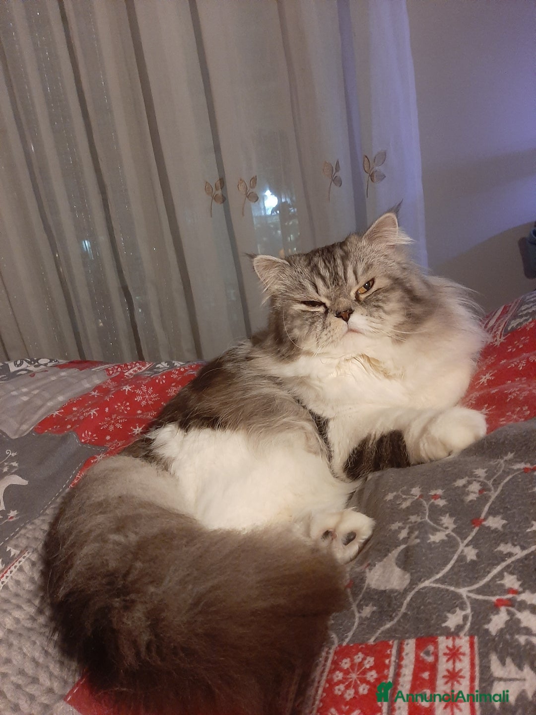 Persiano gatti in vendita: Gattini persiano bicolore a Città metropolitana di Messina - Immagine 19