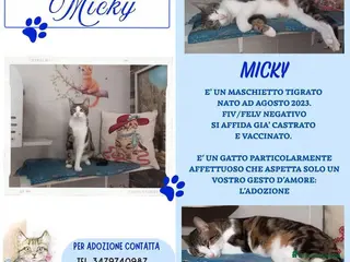 Europeo gatti MICKY, affettuoso micio da adottare! - Annuncio 3