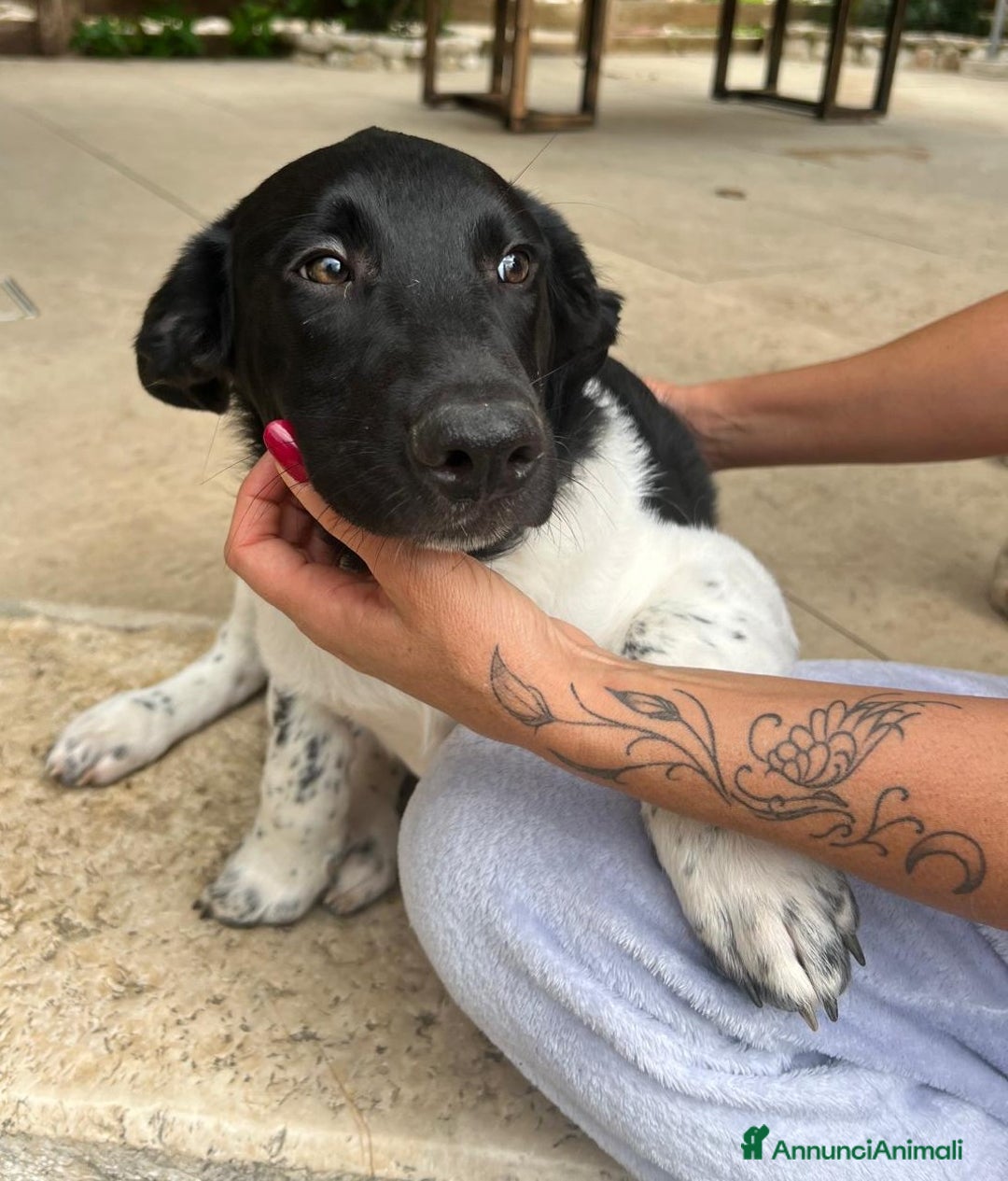 Meticcio cani in regalo: CHI CI ADOTTAp - Annuncio 8