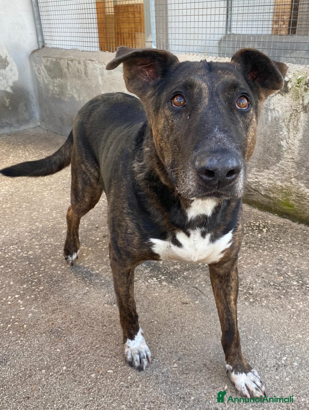 Meticcio cani in regalo: Bully derivato bull terrier in adozione Latina - Annuncio 2