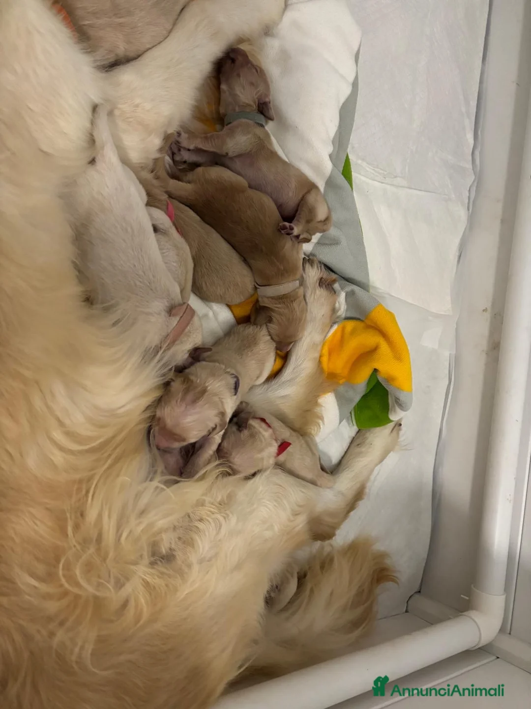 Golden Retriever cani in vendita: Cuccioli di golden retriever  a Provincia di Perugia - Annuncio 2