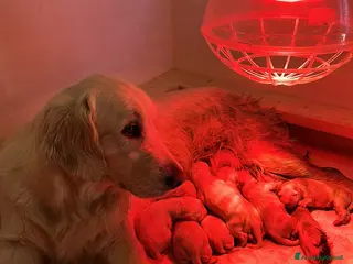 Golden Retriever cani Cuccioli disponibili - Golden retriever - Annuncio 3