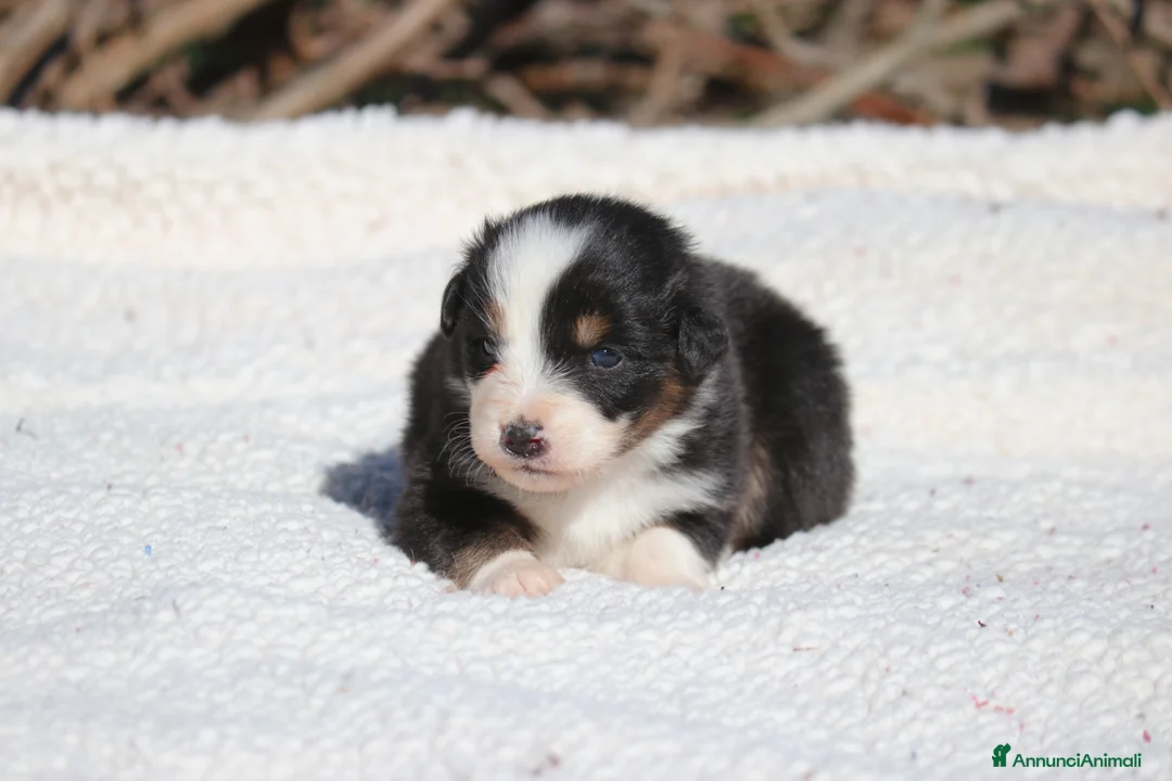 Australian Shepherd cani in vendita: Cuccioli di Pastore Australiano  - Annuncio 10