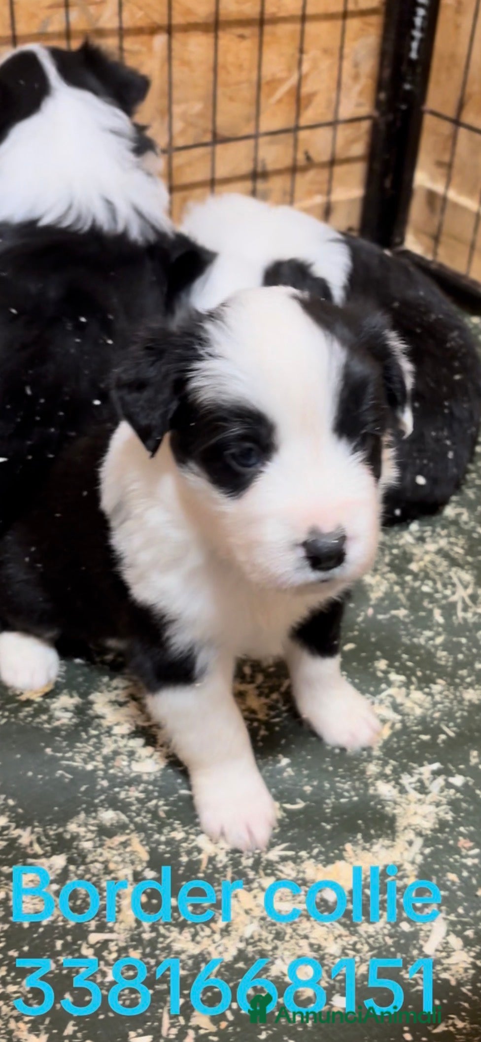 Border Collie cani Border collie con Pedigree - Allevamento BELVERDE  - Annuncio 10