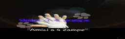 Spitz cani in vendita: SPITZ TEDESCO PICCOLO ultime batuffole vaccinate - Annuncio 5