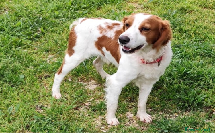 Breton cani a Città Metropolitana di Milano - Annuncio 2