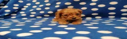 Cavapoo cani in vendita: Cavapoo cuccioli - Annuncio 3