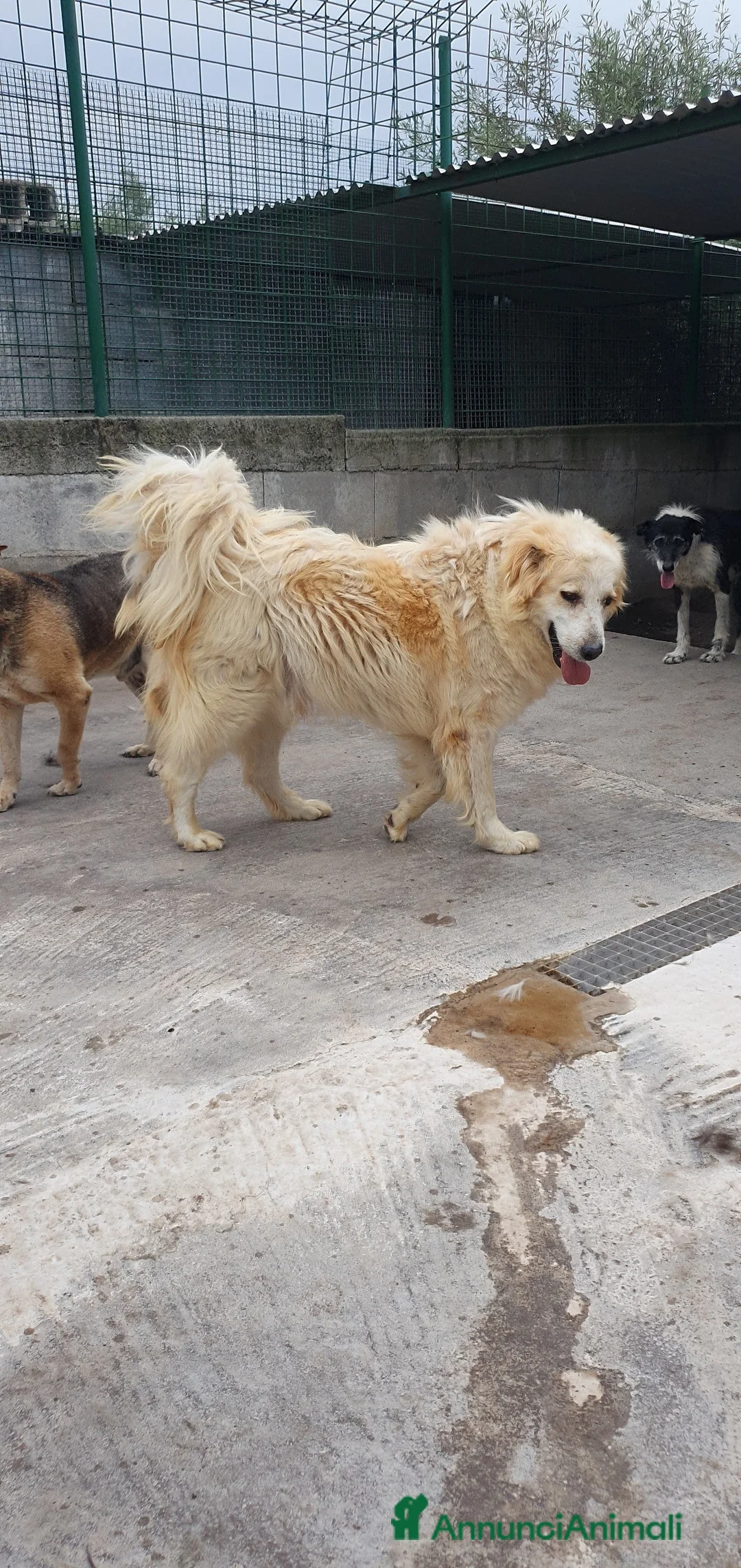 Meticcio cani in regalo: Igor Golden Retriever Meticcio in Canile - Annuncio 4
