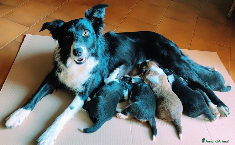 Border Collie cani - Annuncio 3