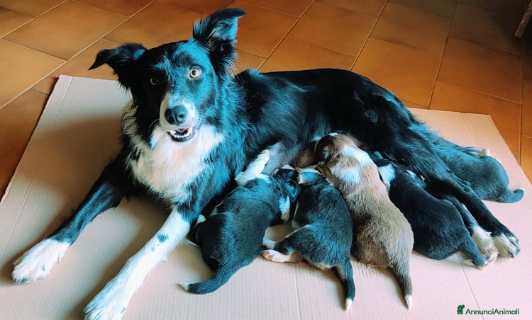 Border Collie cani - Annuncio 3
