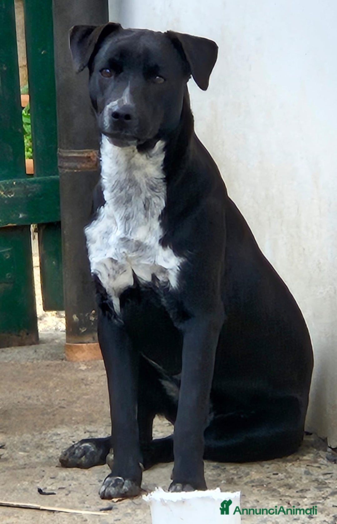 Meticcio cani in regalo: MICKY MIX LABRADORINO - Annuncio 3