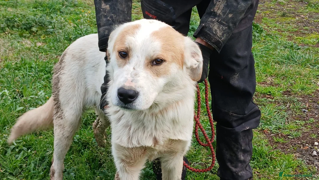 Meticcio cani in regalo: ATHOS HA BISOGNO DI UNA MAMMA E DI UN PAPA' - Annuncio 1