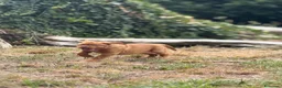 Dogue de Bordeaux cani in vendita: Dogue de Bordeaux CUCCIOLATA STRAORDINARIA  - Annuncio 7
