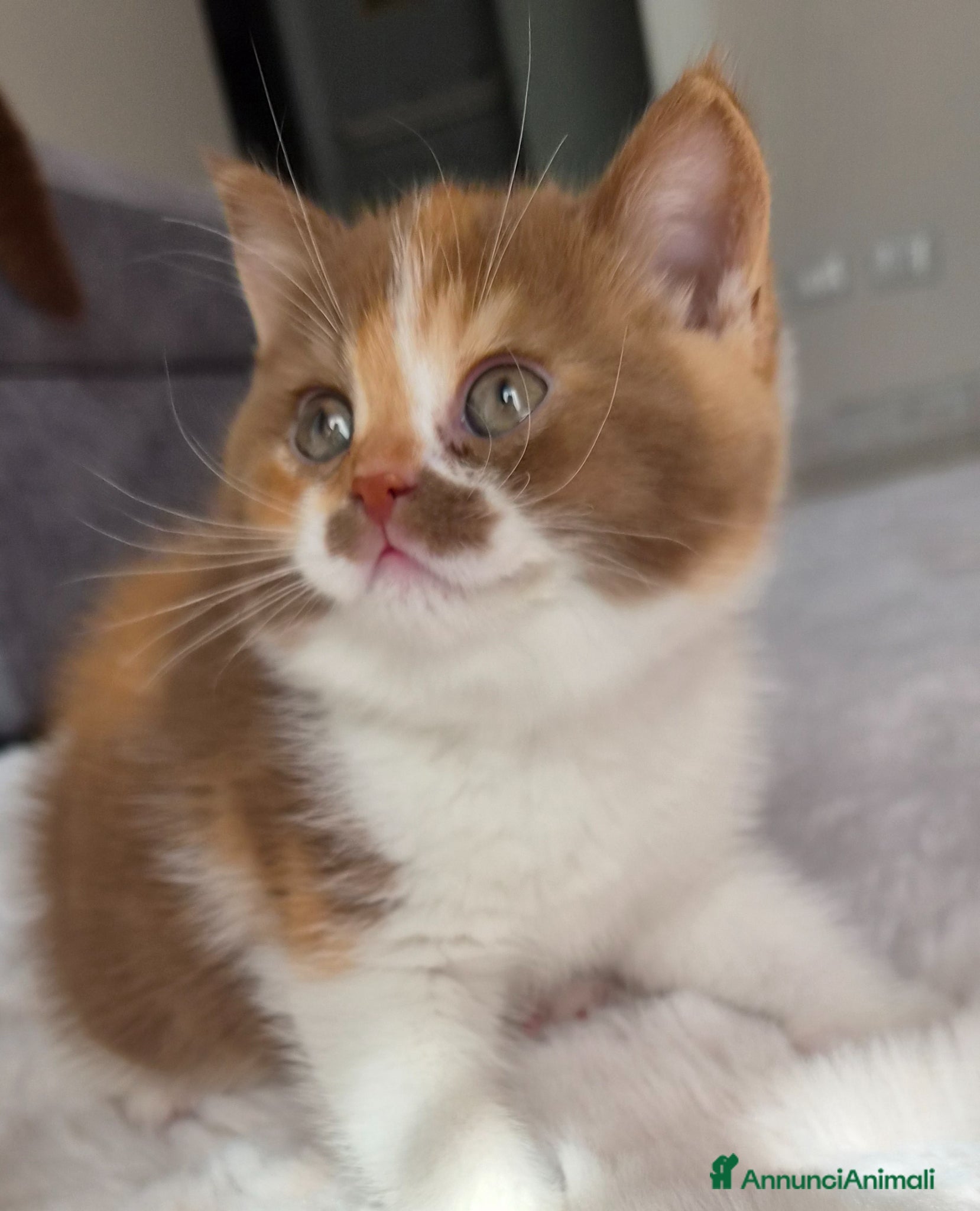 British gatti British shorthair  - Annuncio 7