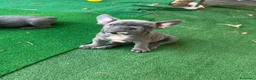 Bulldog Francese cani in vendita: Cuccioli bulldog francese esotici  a Libero consorzio comunale di Siracusa - Annuncio 8