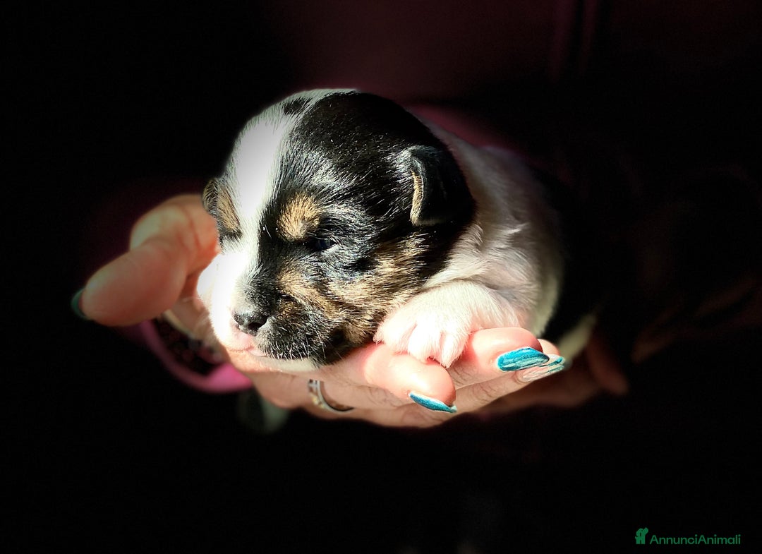 Immagine della galleria {{count}}