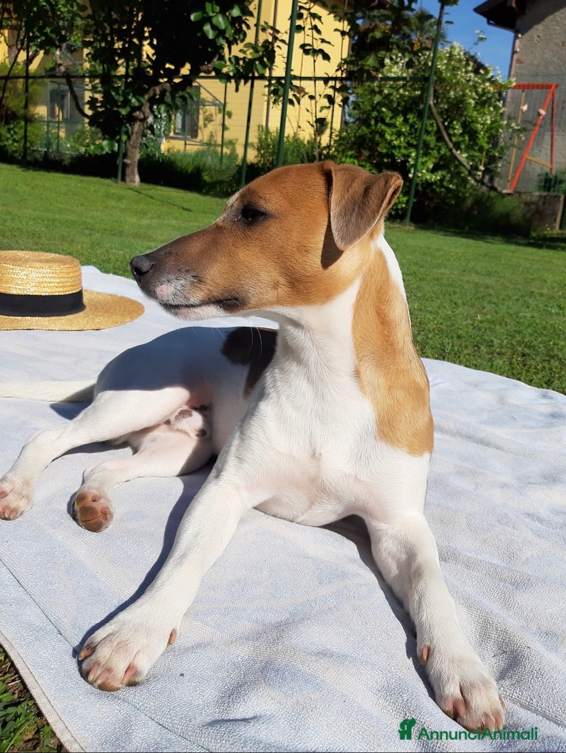 Jack Russell cani Jack Russell cerca femmina per accoppiamento - Annuncio 3